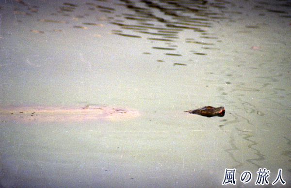 ベトナム　ハノイ　ホアンキエム湖　大亀が泳ぐ様子の写真