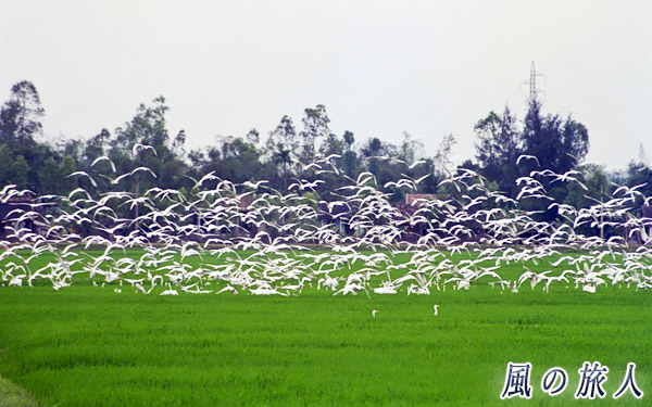 ベトナム　サギの群れの写真