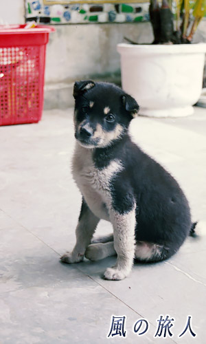 ベトナム　五行山　可愛らしい子犬の写真