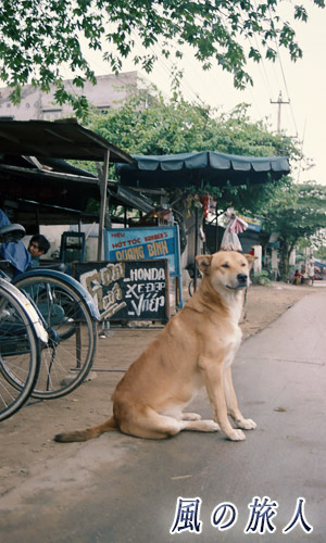 ベトナム　ホイアン　大きな看板犬の写真