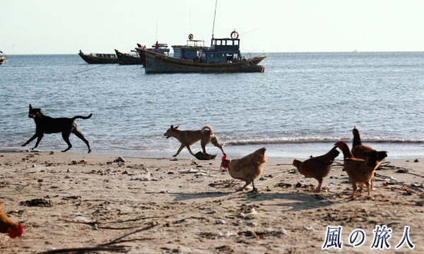 ベトナム　ムイネ　浜を走り回るワンコと見つめる鶏の写真