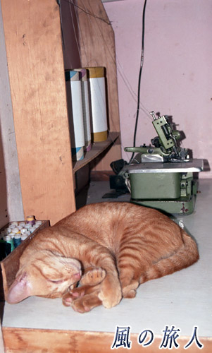ベトナム　ムイネ　仕事机でお昼寝する猫の写真