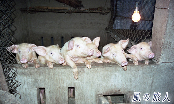 ベトナム　ムイネ　６匹の子豚の写真
