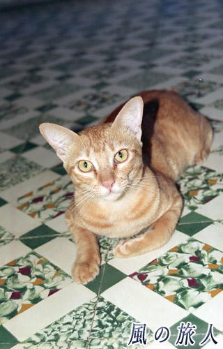 ベトナム　ムイネ　床でこっちを見つめる拾い猫のミィーちゃんの写真