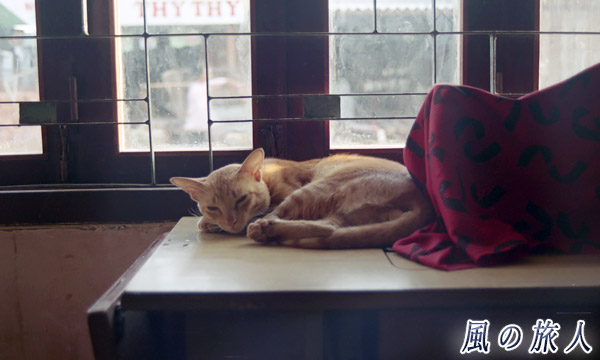 ベトナム　ムイネ　窓辺でお昼寝する猫の写真