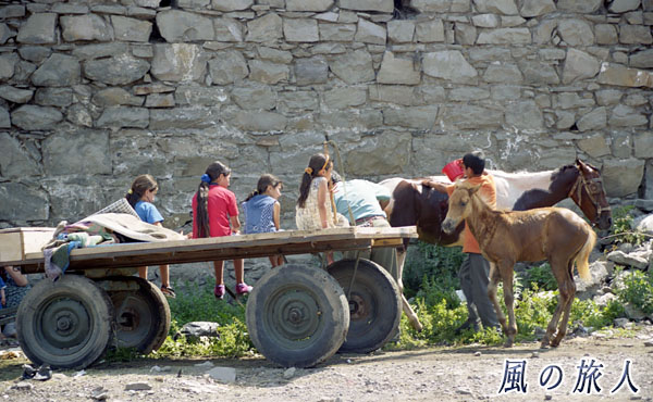 馬のシャンプーをする子供たち（トルコ）の写真