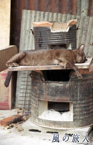 タイ　カンチャナブリ　猫の丸焼き・・・、いや、お昼寝中の猫の写真