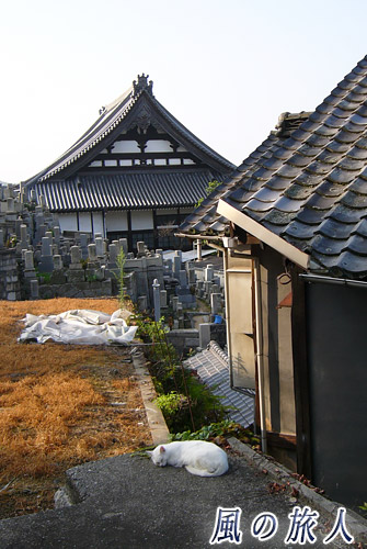 尾道2007年　墓地と白猫の写真