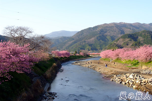 河津町の河津桜並木の写真