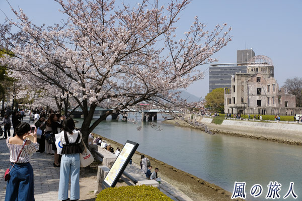 広島　原爆ドームと桜の写真