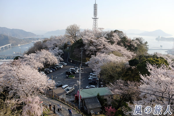 広島　黄金山の桜の写真