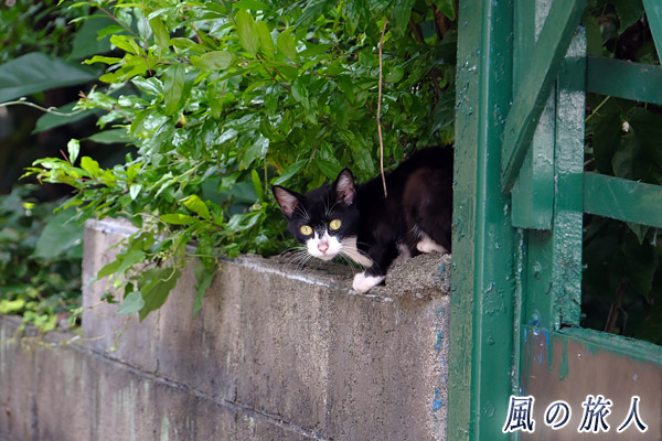 2018年に出会った最初の猫　緑の多い塀の上でこっちを見つめる黒白の猫の写真