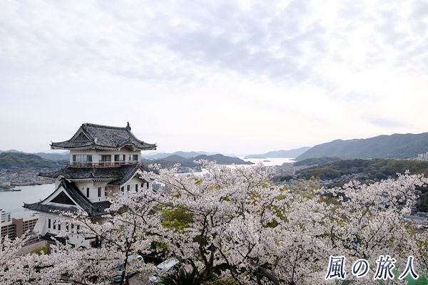 尾道　桜と尾道城の写真
