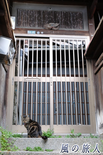 尾道　門の前でこちらを見つめる猫の写真