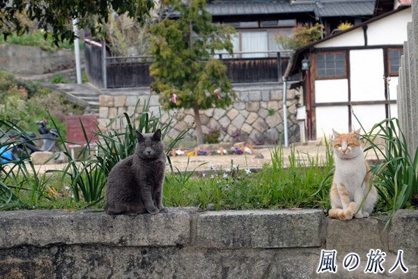 尾道　猫の撮影会の写真