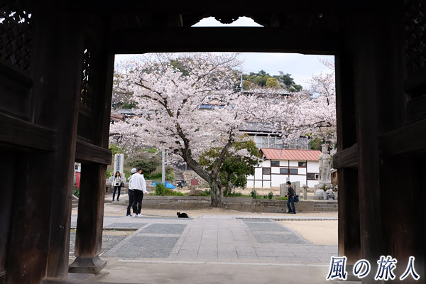 尾道　宝土寺の門から眺める猫と桜の写真