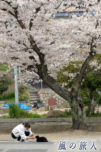 尾道　宝土寺　桜の木の下の黒猫と少女の写真
