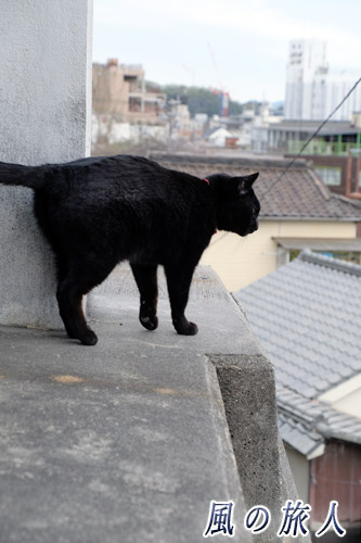 尾道　見下ろす黒猫の写真