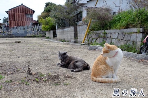 尾道　続・猫の撮影会の写真