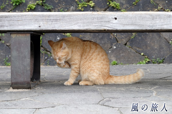 尾道　ベンチの下で毛繕いする猫の写真