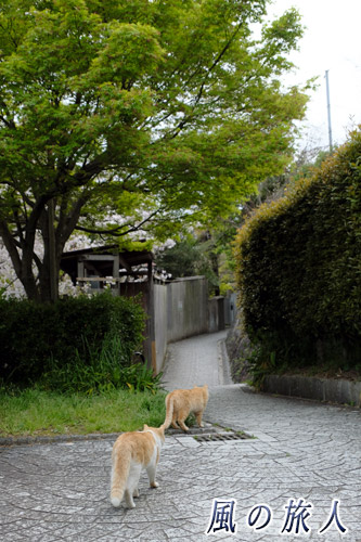 尾道　猫と小道の写真