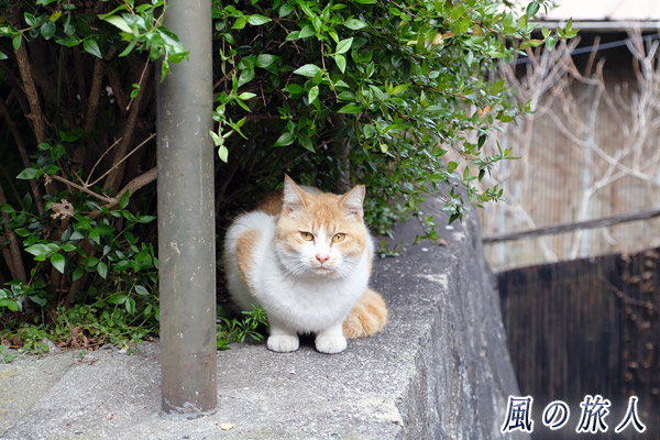 尾道　垣根からこっちを伺う猫の写真
