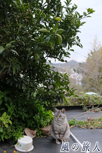 尾道　灰色の猫さんの写真