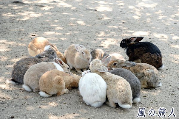 竹原　大久野島　団子状態になって餌を食べるウサギの写真