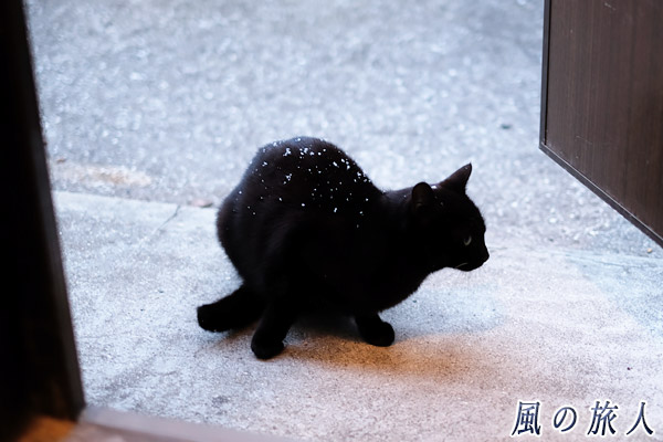 粉雪が舞う日の黒ニャンコ（広島市内）の写真