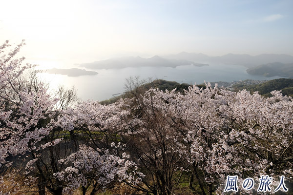 広島　竜王山の桜の写真
