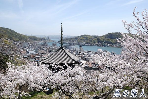 尾道　桜の時期の天寧寺三重塔と尾道水道の写真