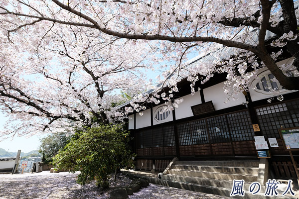 尾道　桜満開の信行寺の写真