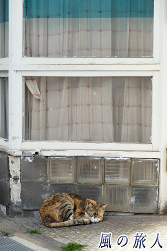 尾道　ガラスタイルの前でお昼寝する猫の写真