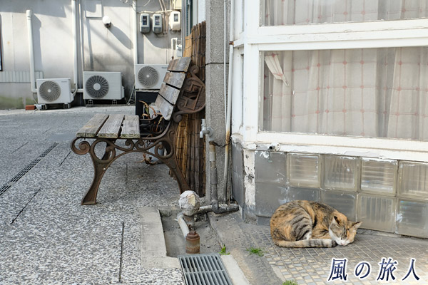 尾道　レトロな雰囲気の中でのお昼寝する猫の写真