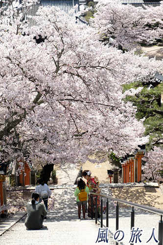 尾道　西國寺　桜の木の下での撮影の写真