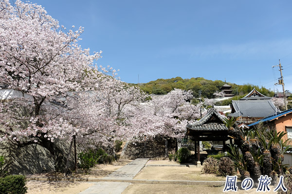 尾道　桜の多い西國寺境内の写真