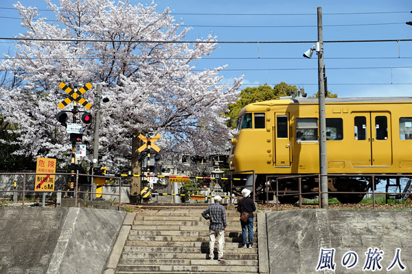 尾道　桜がきれいな久保八幡神社の参道の踏切を横切る列車の写真