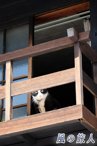 竹原　陶工房「風土」の看板猫、漱石が窓からこっちを見ている様子の写真