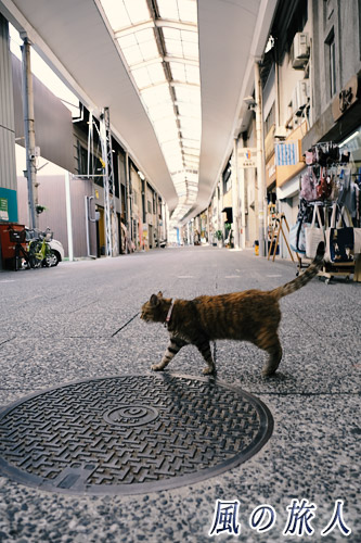 商店街を堂々と歩く猫　尾道ニャンコの写真