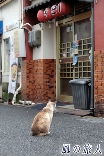 尾道　居酒屋店の前で開店を待つ猫の写真