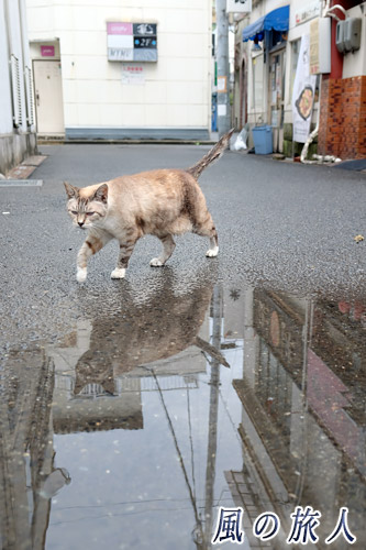 尾道　水溜まりと猫さんの写真