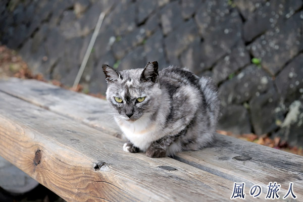尾道　東土堂ポケットパーク　こちらを見つめる灰色猫さんの写真