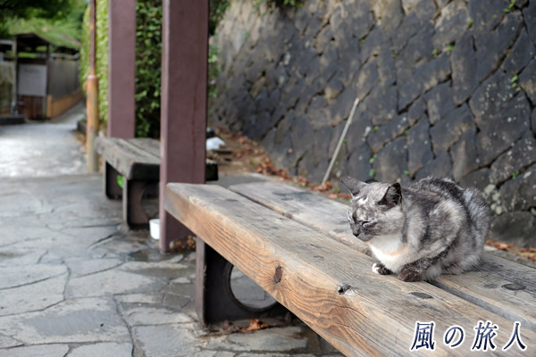 尾道　東土堂ポケットパークで佇む猫の写真