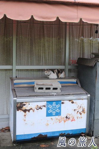 尾道　アイスクリームの冷凍庫と猫の写真
