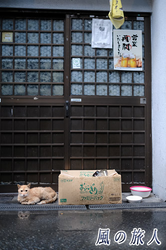尾道　居酒屋の扉の前でくつろぐ猫の写真