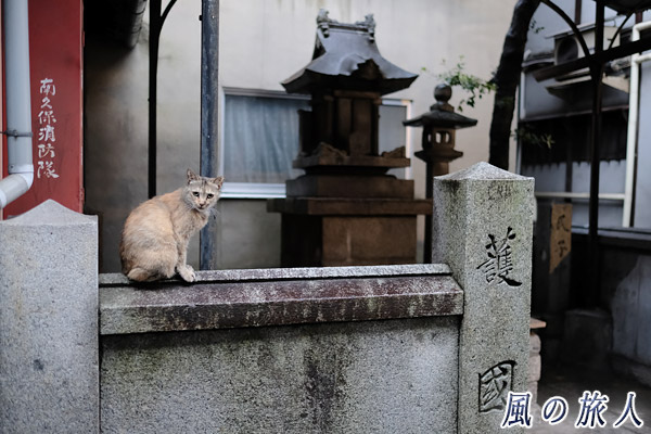 尾道　塀の上でこっちを見つめる猫の写真