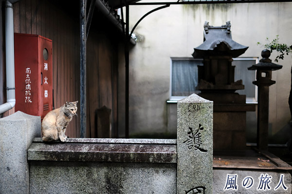 尾道　共同井戸と猫さんの写真