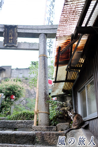 尾道　鳥居前の猫さんの写真