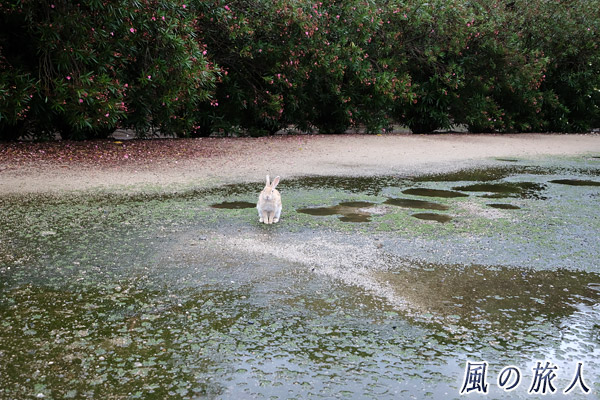 竹原　大久野島　水溜まりとウサギの写真