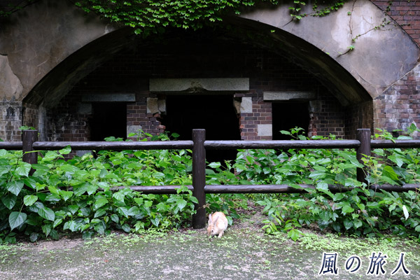 竹原　大久野島　砲台建造物とウサギの写真